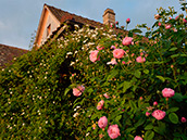 Rosenbogen und -hecke